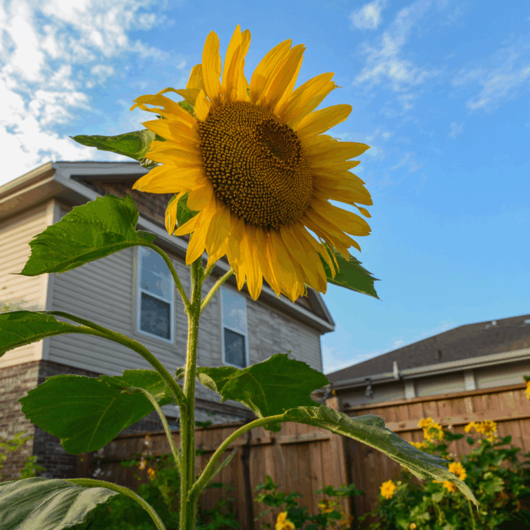Mammoth Sunflower flowers growing in a garden